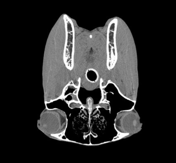 BodyTom 32 Vet Equine Skull