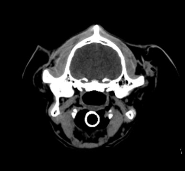 OmniTom Vet Dog Brain