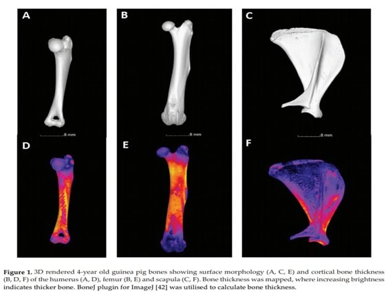 CT scans of guinea pig bones