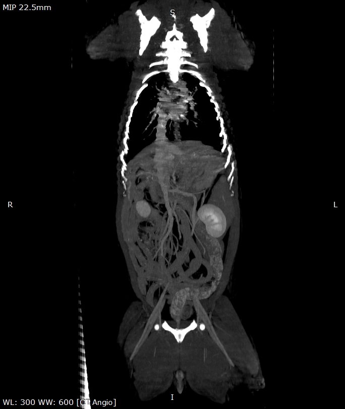 Canine CTA MIP
