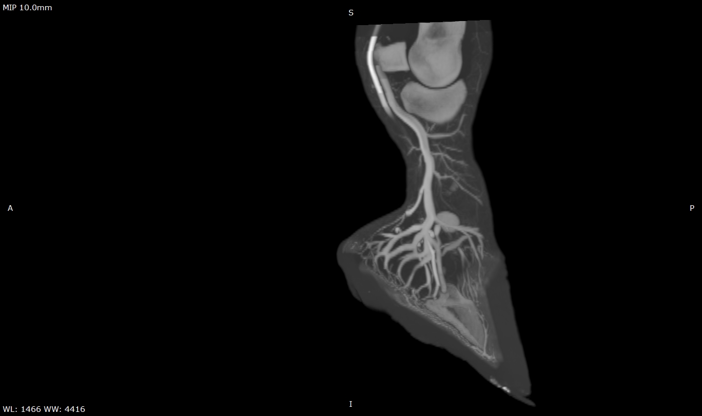 3D MPR Equine Fetlock Bone with Contrast‎